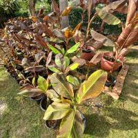 ราคา หน่อกล้วยแดงสยามด่าง (22206613436)