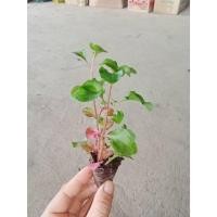 ราคา ต้นกล้า วอเตอร์เครส สีแดง ราชินีผัก สำหรับคนรักสุขภาพ red watercress สลัดน้ำ กล้าละ 10บาท (27463000533)