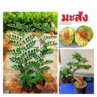 ราคา มะสัง กระสัง ผักสวนครัวทานใบ ผลมีรสเปรี้ยว นำมาดัดเป็นไม้บอนไซได้ ต้นกล้าเเข็งเเรงพร้อมปลูก สินค้าเสียหายยินดีเคลมฟรี (22472582861)