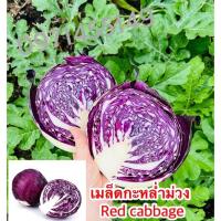 ราคา เมล็ดกะหล่ำปลีม่วงเมล็ดนอก เมล็ดกะหล่ำม่วง เมล็ด Red cabbage สายพันธุ์/ OP (14024237870)