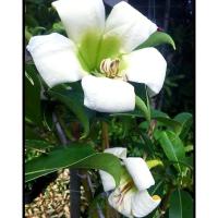 ราคา ต้นชบาช้าง ดอกหอมไม้หายาก ใบมันสวยงามดอกคล้าย ต้นแก้วมุกดา (4030255285)