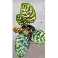 ราคา ต้นคล้าแววมยุรา#เป็นเมตตามหานิยมโชคลาภ (10255194589)