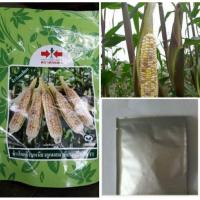 ราคา [50 เมล็ด] เมล็ดพันธุ์ข้าวโพดเทียนหมื่นฝัก เทียนสามสี ตราศรแดง เทียนลาย เหนียวนุ่ม (4867890937)