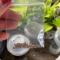 ราคา เมล็ดมะพร้าวทะเลทรายใบกลม "ดอร์ททีเนีย" (Dorstenia)“ (4641637225)