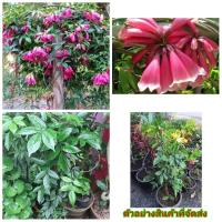 ราคา (ขาย ต้นพันธุ์) ต้น ดอก แพรชมพู ต้นพร้อมให้ดอก เบนซ์ (7062952736)