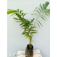 ราคา ต้นสละสุมาลี ต้นเพาะเนื้อเยื่อ ควรสั่งคู่กัน2ต้น(ต้นผู้กับต้นเมีย) ขนาดต้น 70-90ซม. (25834391765)