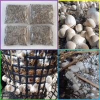 ราคา เชื้อเห็ดฟางอีแป๊ะ 4 ถุง ผสมอาหารเสริม,แป้งข้าวเหนียว,รำอ่อน เชื้อเดินดีแล้ว พร้อมเพาะ (24080529557)