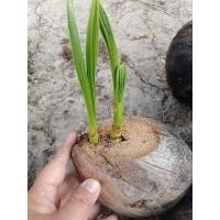 ราคา ต้นมะพร้าวน้ำหอมเตี้ย 2หน่อ(แฝด) ปลูกเป็นไม้ประดับ ไม้มงคล สวยๆ (21695682899)