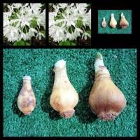 ราคา ว่านนางคุ้ม 3ขนาดให้เลือก ไม้มงคล ว่านศักดิ์สิทธิ์ ผู้เฒ่าเฝ้าบ้าน หัวว่าน (15872872988)