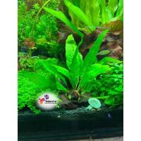 ราคา พรรณไม้น้ำ”เฟิร์นรากดำใบยาว”พันขอน (2163465715)