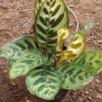 ราคา ต้นคล้าแววมยุรา..... (5339913780)