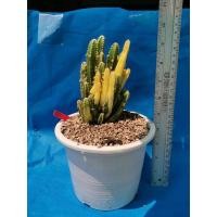 ราคา คอนโดนางฟ้าด่าง​ 1​ ต้น​ ตรงปก​ ภาพ18/3/65​ -​ S2 Cactus​ แคคตัส กระบองเพชร​ ไม้อวบน้ำ คอนโดนางฟ้า​ ประสาทนางฟ้า​ ไม้ลำ (14564158837)