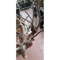 ราคา กาฝาก กาฝากคูน ต้นคูน ไม้มงคล ช่วยเรียกทรัพย์ (12726906135)