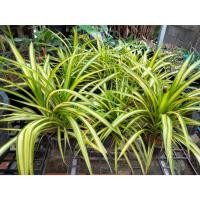 ราคา ต้นเตยด่าง 1ต้น(ถอนต้นส่ง) เตยด่าง เตยทอง ต้นเตยใบลาย เตย (19086888063)