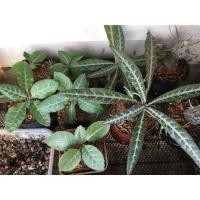 ราคา มะพร้าวทะเลทราย ใบเงิน dorstenia lancifolia ดอสทีเนีย (25473410671)