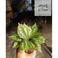 ราคา ต้นเศรษฐีนำโชค ต้นไม้มงคล (12604821790)