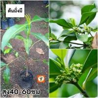 ราคา ต้นมั่งมี มั่งมี ไม้มงคล (29824911877)