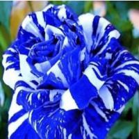 ราคา เมล็ดกุหลาบ สีน้ำเงิน-ขาว (535277037)