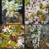 ราคา (2ต้น)(vาย ต้นพันธุ์) ต้น ติ้วยอดขาว หรือ ซากุระอิสาน ผักติ้ว ผักแต้ว ซากุระอีสาน ติ้ว ยอดขาว happy (9498407040)