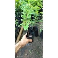 ราคา ต้นมะขามเปรี้ยวยักษ์ (3389100048)