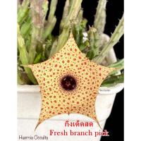 ราคา เก๋งจีน Huernia Occulta *กิ่งเด็ดสด* แคคตัส ไม้อวบน้ำ Cactus and Succulent (25907542545)