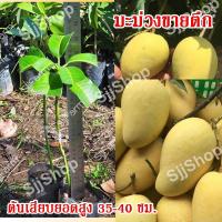 ราคา มะม่วงขายตึก หรือมะม่วงแขกขายตึกเป็นมะม่วงพันธุ์โบราณ ขนาด 30-35 ซม. อร่อยรสเลิศล้ำต้อง “มันขายตึก” “มะม่วงมันขายตึก” (5493737022)