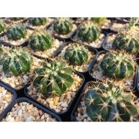 ราคา Melocactus/เมโลแคคตัส (10557464438)