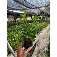 ราคา ต้นกล้าไทรเกาหลีขนาดถุง2นิ้ว (28558954682)