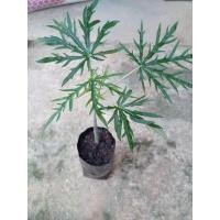 ราคา ฝิ่นต้น ทิงเจอร์ต้น รักษาโรคแผลสด ในถุงชำ (10351651174)