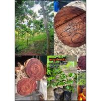 ราคา ต้นพะยูงไหหลำ พะยูงไหหลำ พะยูงจีน Dalbergia odorifera / eertnom (29635905695)