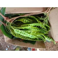 ราคา สะตอใต้แท้ สะตอพัทลุง20ฝัก290บาท (10072285324)