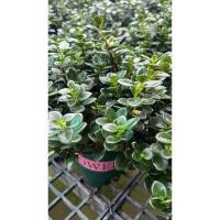 ราคา ปลาทอง (Goldfish Plants) / ปลาทองนำโชค (19792943899)