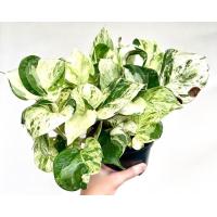 ราคา พลูแอปเปิ้ล หรือ Epipremnum Aureum Manjula (13493162977)