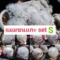 ราคา เมล็ดกระบองเพชร 50 เมล็ด Mammillaria Bocasana cv. Multilanata size S (แมมขนแกะแท้) ดอกสีชมพูอ่อนและสีครีม (4392320585)