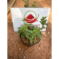 ราคา ต้นออริกาโน(oregano)แท้ (19487341228)