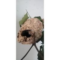 ราคา รังต่อหัวเสือ เครื่องรางของขลัง ประดับแขวนไว้หน้าบ้าน ร้านค้า ร้านอาหาร เชื่อกันว่าเป็นการต่อเงิน ต่อทอง ต่อยอดลูกค้า (24370336064)