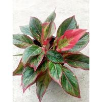 ราคา แสงเงินแสงทอง/รวยล้นฟ้า (24323331199)