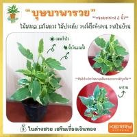 ราคา ต้นบุษบาพารวย บุษบาฮาวายด่าง ต้นไม้มงคล ไม้ประดับ ต้นไม้จิ๋ว พร้อมกระถาง 3" วางบนโต๊ะทำงานได้ (4996965274)