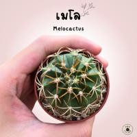 ราคา เมโลแคคตัส Melocactus (23585008182)
