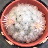 ราคา แมมขนแกะ Mammillaria bocasana v. Multilanata (hybrid) (6946833927)