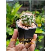 ราคา แมมหนามพิกุล ราคาถูก อยู่ในกระถาง 2" พร้อมส่ง (21268645637)