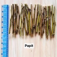 ราคา ต้นหม่อน กิ่งพันธ์ุหม่อน กิ่งพันธุ์มัลเบอร์รี่ ผลไม้ต้านอนุมูลอิสระ ตัดกิ่งสด 1 ชุดพร้อมชำ 10 กิ่ง (9993619426)