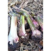 ราคา กล้วยหอมทองพันธุ์แท้ ต้นใหญ่ลูกดก 1️⃣0️⃣หน่อ (แถมคู่มทอการปลูกให้ฟรีทุกๆกล่อง ) มีบริการรับจ้างปลูก (23622180327)