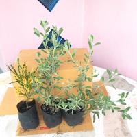 ราคา ต้นนีออน แถม โกสนแส้ม้า (5767520668)