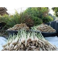 ราคา ตะไคร้เก็บสดอ้วนๆ50ต้น (29151783436)