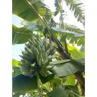 ราคา ต้นกล้วยหักมุก หน่อกล้วยหักมุก ตัดใหม่ทุกหน่อ (24924771064)