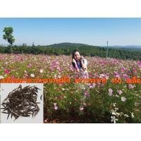 ราคา เมล็ดดอกดาวกระจายฝรั่ง ดาวกระจาย 150 เมล็ด (คละสี ม่วง ขาว ชมพู บานเย็น) (6869231005)