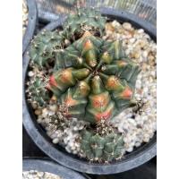 ราคา แคคตัส ยิมโนด่าง/กระบองเพชร (14290972453)