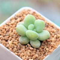 ราคา Graptopetalum Mendozae 2 Inch Succulents 2U กุหลาบหินนำเข้า ไม้อวบน้ำ. (7851066350)