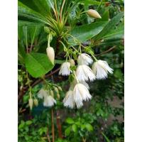 ราคา ต้นกระดิ่งนางฟ้าไม้ประดับ (19469099018)